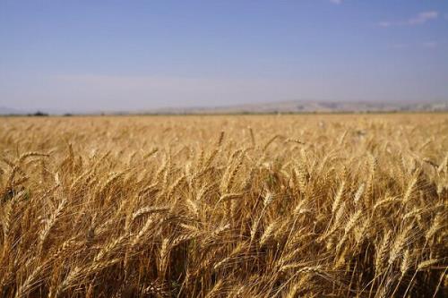 ۲۰ درصد مطالبات معوق گندم کاران تا پایان مهر تسویه می شود